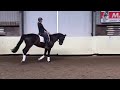 Dressage horse Allround paard, Z1-dressuur, fijn springen