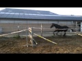 Show jumping horse GROOT EERLIJK TALENTVOL SPRINGPAARD TE KOOP
