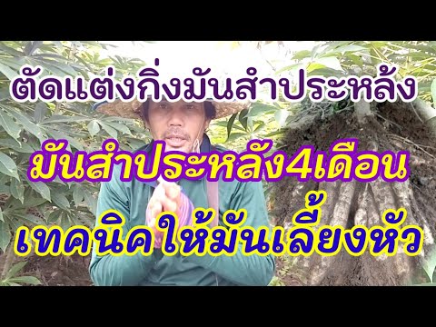 ตัดแต่งกิ่งมันสำประหลัง-มันสำ ตัดแต่งกิ่งมันสำประหลัง-มันสำ
