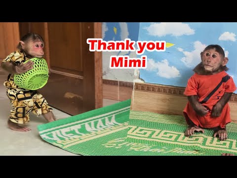 Monkey Mimi buys fruit for Kuku to eat