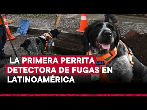 Conoce a Suki, la primera perrita en Latinoamérica en detectar fugas de agua