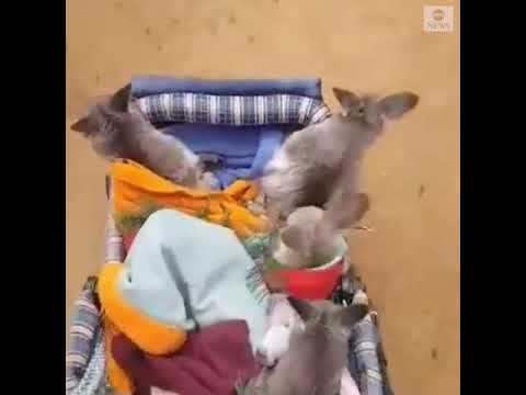 Rescue kangaroo joeys go for a walk in a baby stroller | ABC News