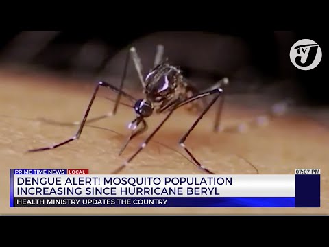 Dengue Alert! Mosquito Population Increasing Since Hurricane Beryl | TVJ News