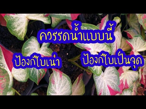 ควรรดน้ำแบบนี้หลีกเลี่ยงบอนสี