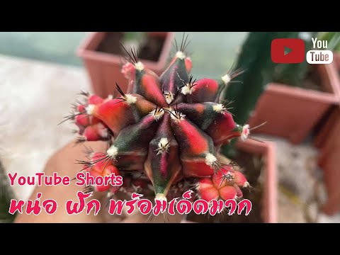 🌵หน่อ-ฝัก-พร้อมเด็ดมาก 🌵หน่อ-ฝัก-พร้อมเด็ดมาก
