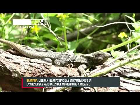 Liberan iguanas nacida en cautiverios a la madre naturaleza - Nicaragua