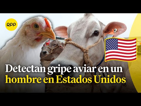 Gripe aviar en Estados Unidos: una persona se infecta tras contacto con ganado