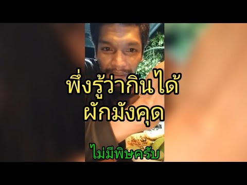 ผักมังคุด|ยอดมังคุดกินได้|มิติ ผักมังคุด|ยอดมังคุดกินได้|มิติ
