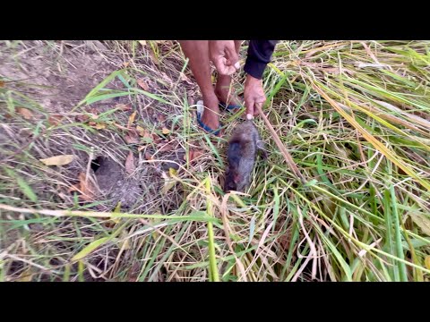 หาหนูนาก่อนเกี่ยวข้าว🌾byครัวบ