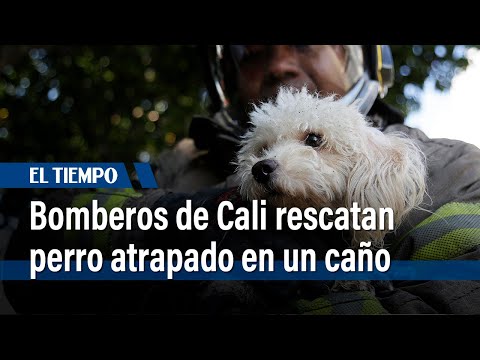 Bomberos de Cali rescataron un perro que había caído a un caño | El Tiempo