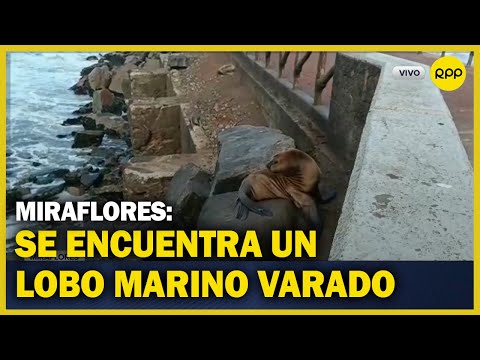 Un lobo marino se encuentra varado en una playa de Miraflores desde ayer