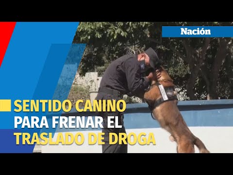 El Salvador usa el sentido canino para frenar el traslado de droga