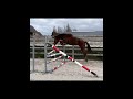 Springpaard Hongre 3 ans par Eldorado van de Zeshoek