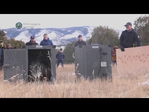 Colorado stockgrowers get non-lethal wolf deterrent funding