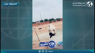 ضاعت علومها عند الابل