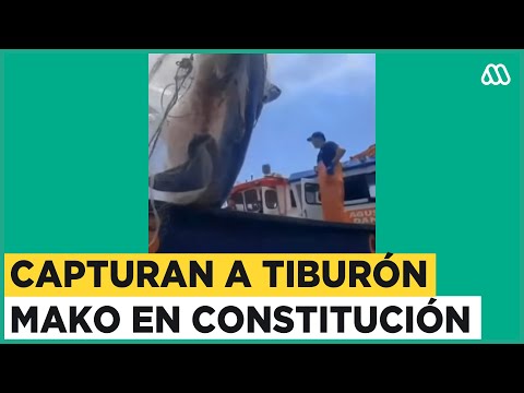 Capturan gigantesco tiburón mako en Constitución