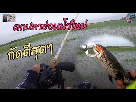 น้าส่วย สายลุย fishing ปลาช่อนได้น้ำฝนกัดดีมากๆตกปลาช่อน