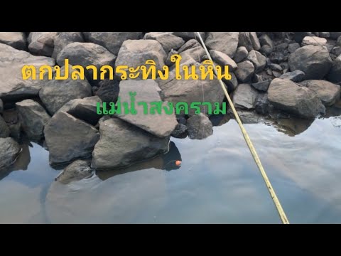 ตกปลากระทิงในหินแม่น้ำสงคราม