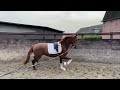 Dressuurpaard 2,5 jarige hengst Ferdinand x Sezuan VIDEO