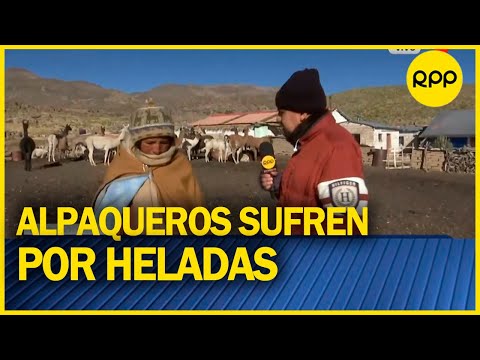 PUNO: Alpaqueros piden medicina y forraje para su ganado