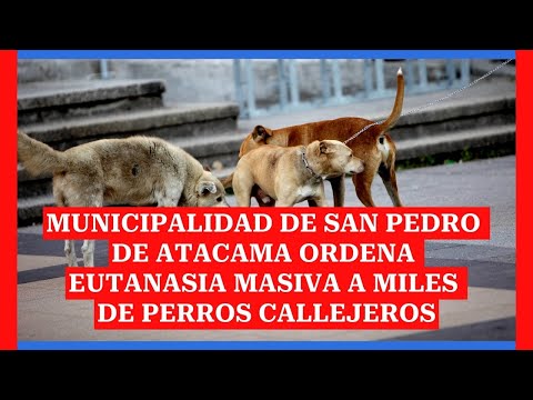 Municipalidad de San Pedro de Atacama ordena eutanasia masiva a miles de perros callejeros