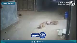 كلاب ضاله تهاجم طفل في مصر