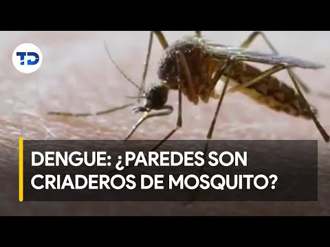 Paredes de las casas pueden ser criaderos de mosquito del dengue