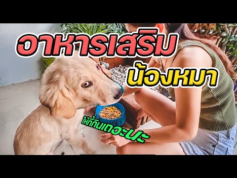 หมาเบื่ออาหาร!!ทำอาหารเสริมให้ หมาเบื่ออาหาร!!ทำอาหารเสริมให้