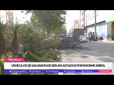Trujillo: Vehículos se salvaron de ser aplastados por enorme árbol