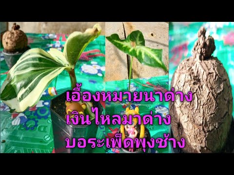 ขายต้นไม้มงคล-บัวบกผา-บัวบก-เอ ขายต้นไม้มงคล-บัวบกผา-บัวบก-เอ