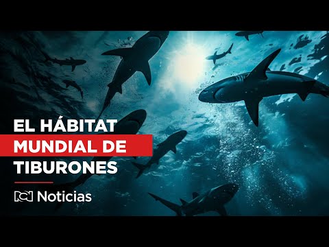 El hábitat de la mayor población mundial de tiburones: Las Maldivas