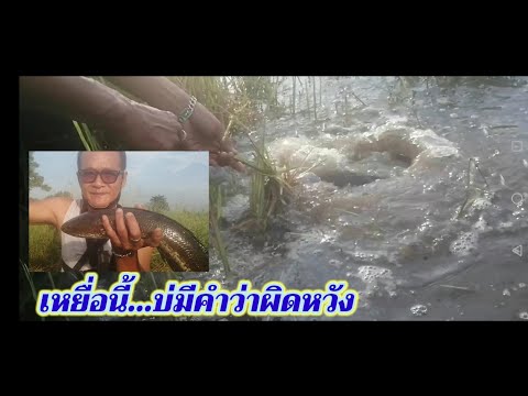 ปักเบ็ดใส่เบ็ดหาปลา-หมายแปลงนา ปักเบ็ดใส่เบ็ดหาปลา-หมายแปลงนา