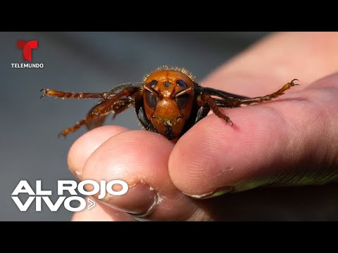 Destruyen el primer nido de avispones gigantes asesinos en Washington | Al Rojo Vivo | Telemundo
