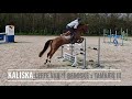 Show jumping horse Stoere 7 jarige merrie met perfecte instelling