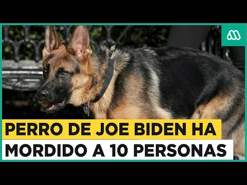 Perro de Biden a mordido ha 10 personas en la Casa Blanca