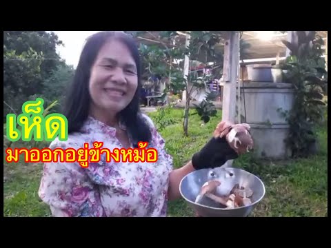 เห็ดโคนมาออกอยู่ข้างๆหม้อแกงจ