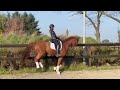 Dressage horse Stunning dressagehorse
