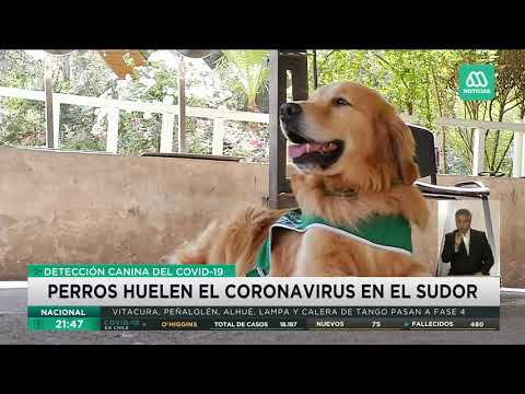 Coronavirus Chile | Los perros que detectan el covid-19