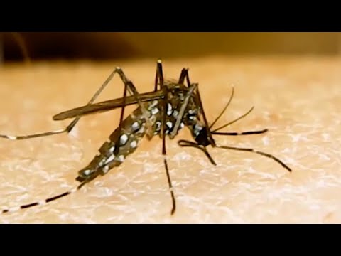 Dengue Is Not A Public Health Emergency