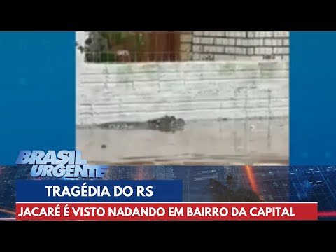 Tragédia do RS: Jacaré é visto nadando em bairro de Porto Alegre