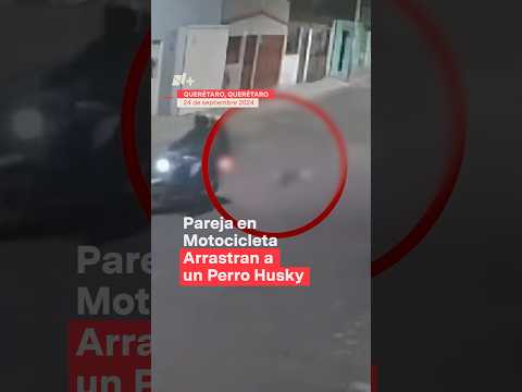 Pareja a bordo de una motocicleta arrastran a un perro en Querétaro - N+ #Shorts