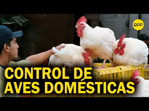 Brote de gripe aviar en Perú: Nuestra acción se centra al control de las aves domésticas