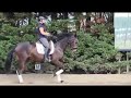 Dressage horse 7 jarige PROK, sport merrie v. Ferro