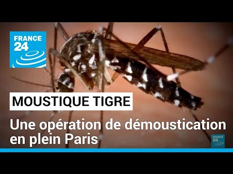 Moustique tigre : une opération de démoustication en plein coeur de Paris • FRANCE 24