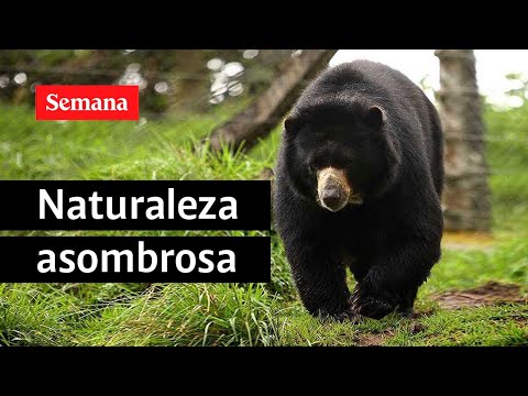 Capturados en video: los mamíferos más grandes de Suramérica en Colombia | Semana Noticias