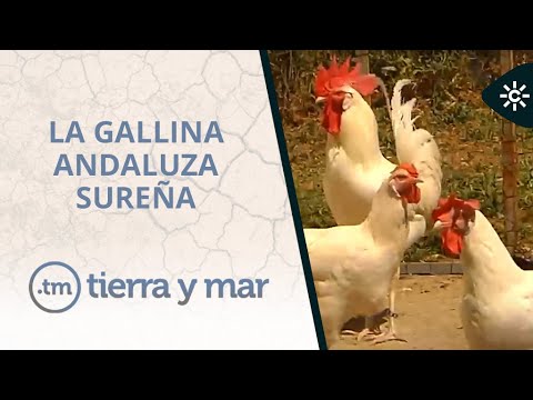 Tierra y mar | La gallina andaluza sureña