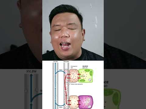 ธาตุอาหารที่ช่วยลำเลียงธาตุอาห