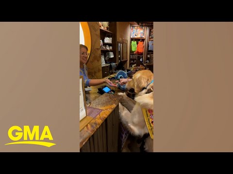 Service dog picks out his own toy and pays for it