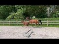 Show jumping horse veulen