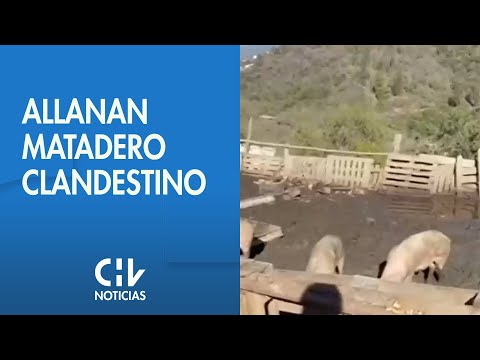 Allanan matadero clandestino: Retiran de circulación más de 500 kilos de carne en Quilpúe